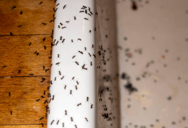 Best Local Pest Control Services  in Crosbyton, TX